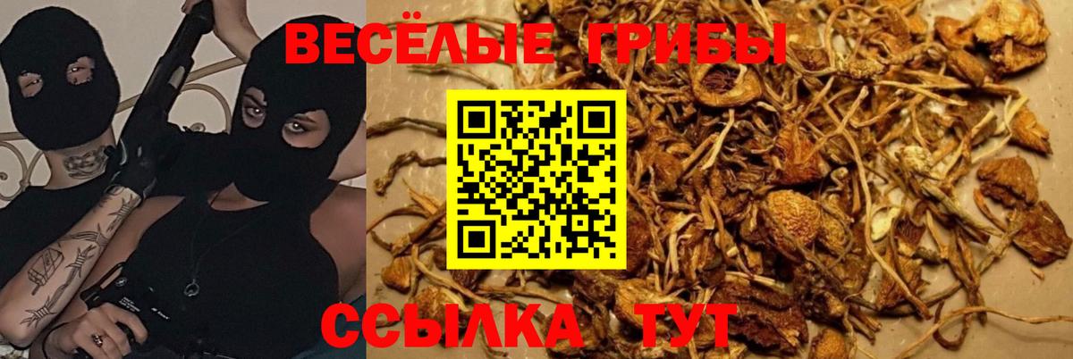 Галлюциногенные грибы Psilocybe  Вход с VPN  Добрянка 
